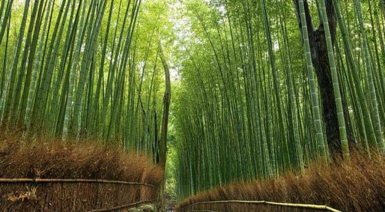 Bamboo Forests Wayanad